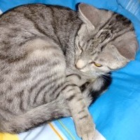 the Cat